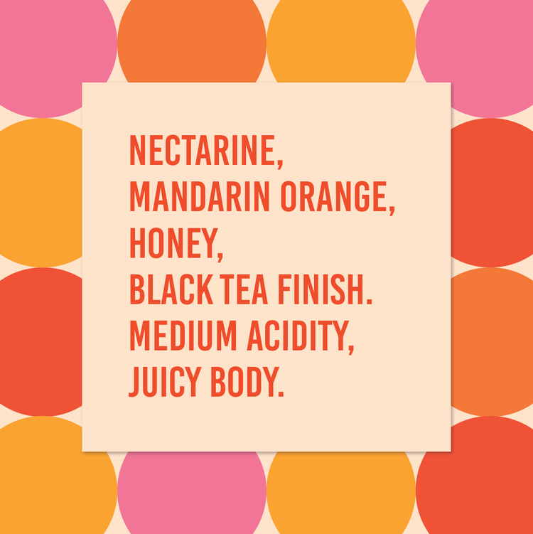 Ethiopia Banko Gotiti Washed