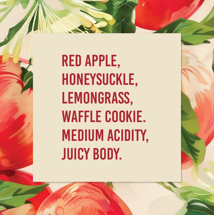 El Salvador Emilio Lopez Diaz Pacamara Natural